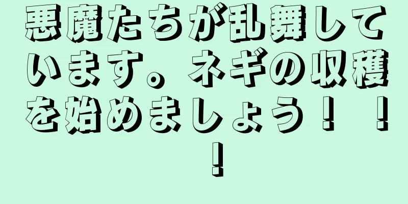 悪魔たちが乱舞しています。ネギの収穫を始めましょう！ ！ ！